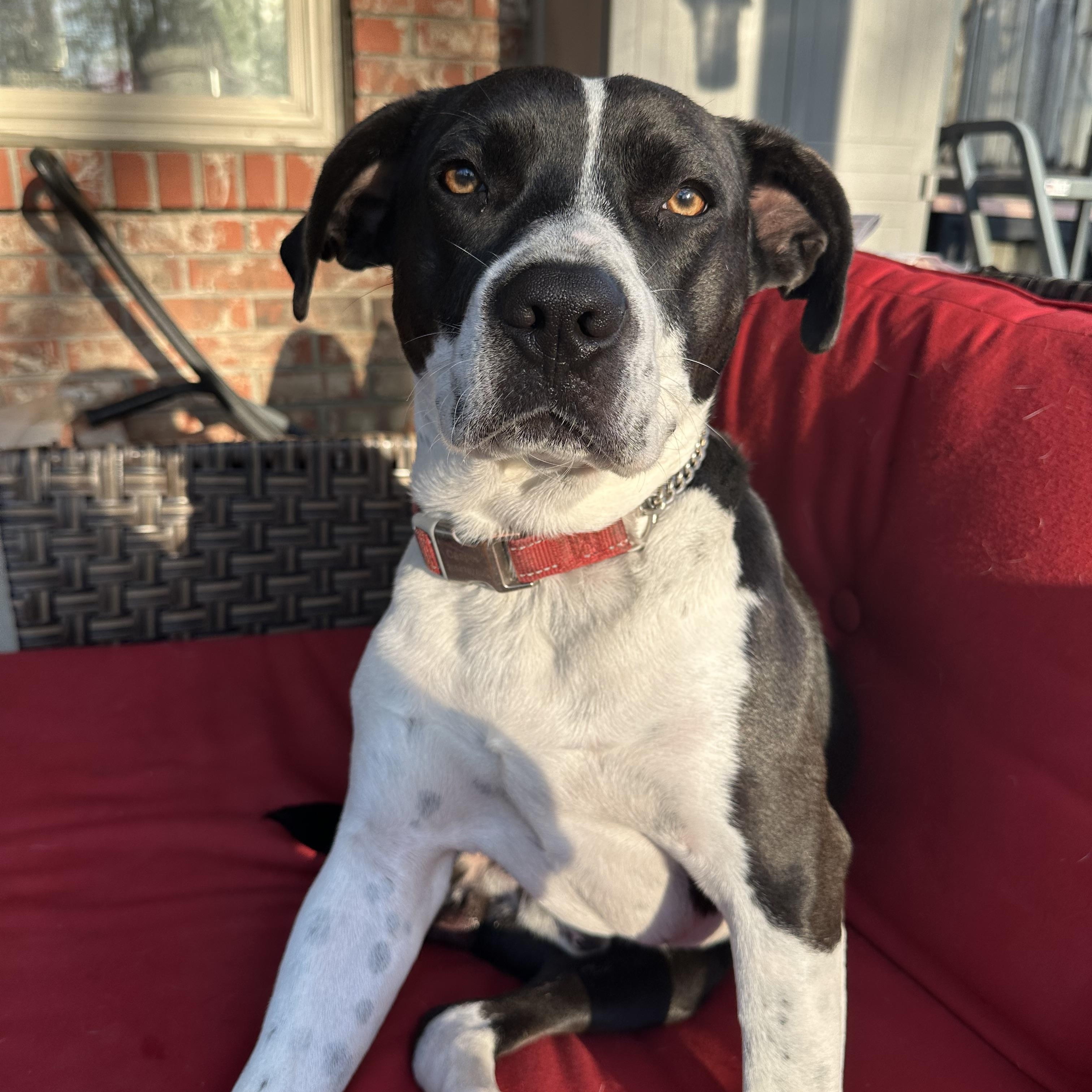 Enlarge Jasper , a ADOPTABLE mixed breed in Alabaster, AL image 3/5