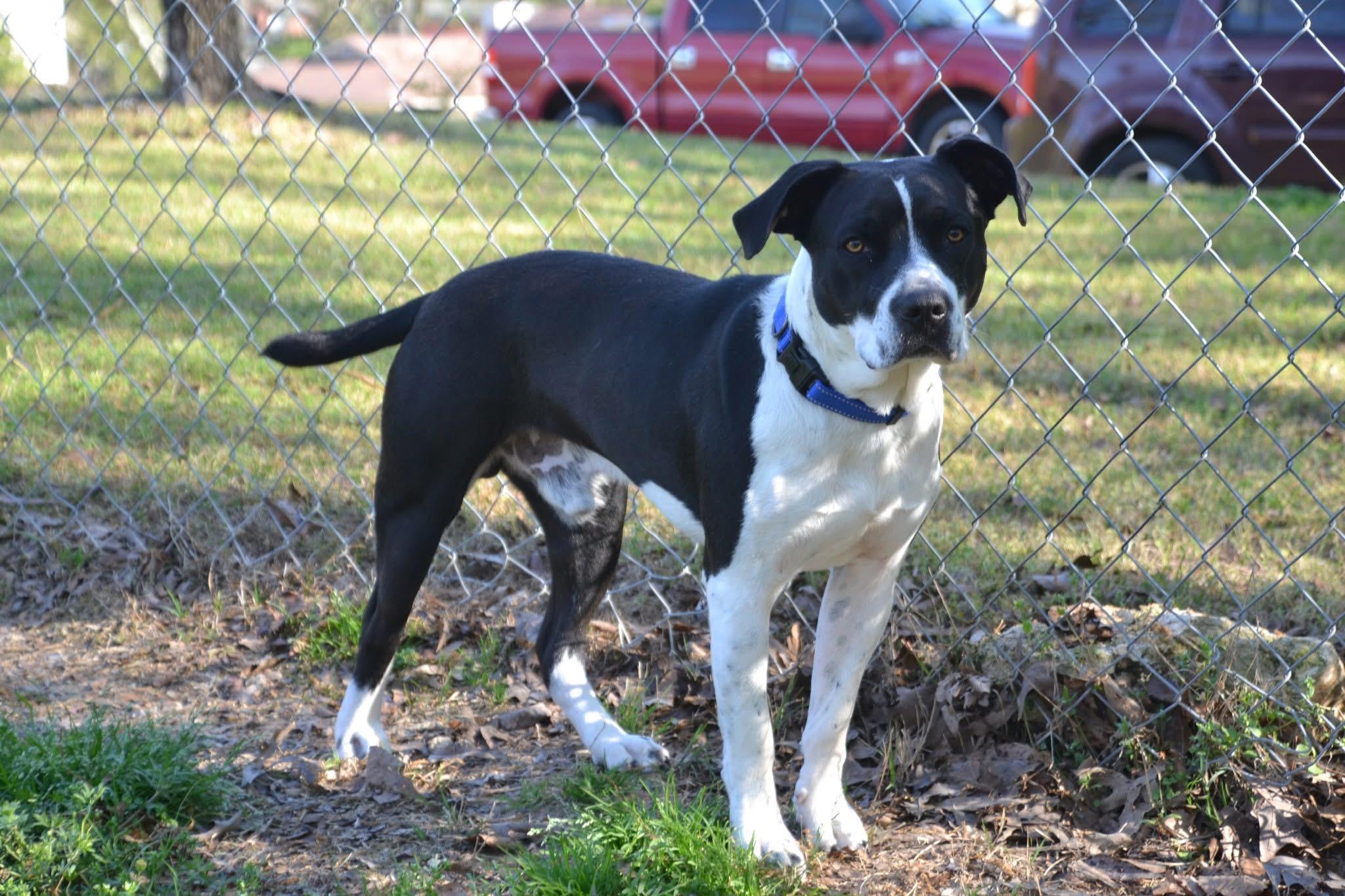 Enlarge Jasper , a ADOPTABLE mixed breed in Alabaster, AL image 2/5