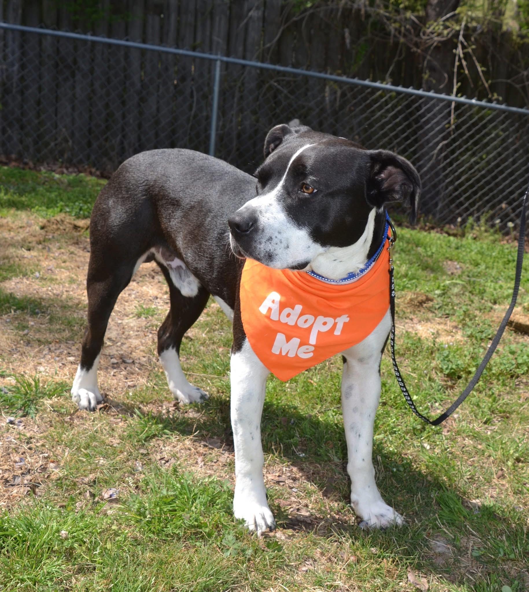 Enlarge Jasper , a ADOPTABLE mixed breed in Alabaster, AL image 5/5