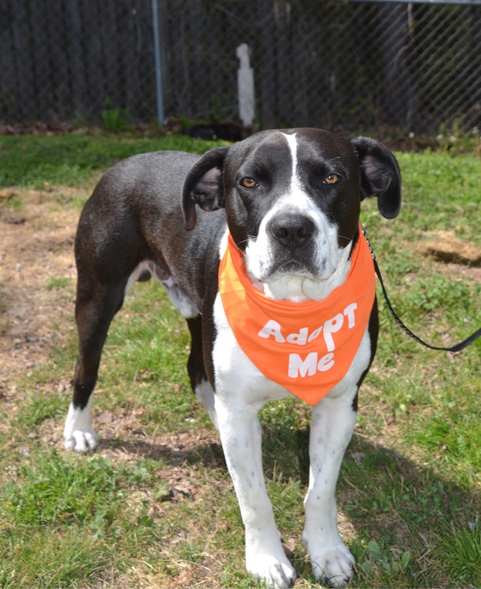 Jasper , ADOPTABLE, Adult Male American Staffordshire Terrier & Labrador Retriever.