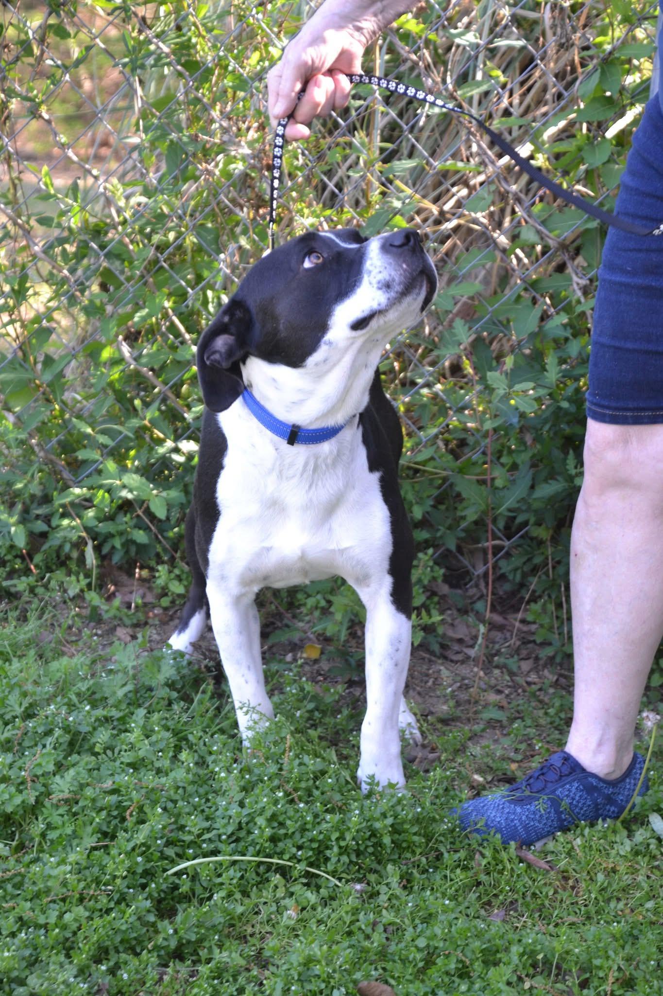 Enlarge Jasper , a ADOPTABLE mixed breed in Alabaster, AL image 4/5