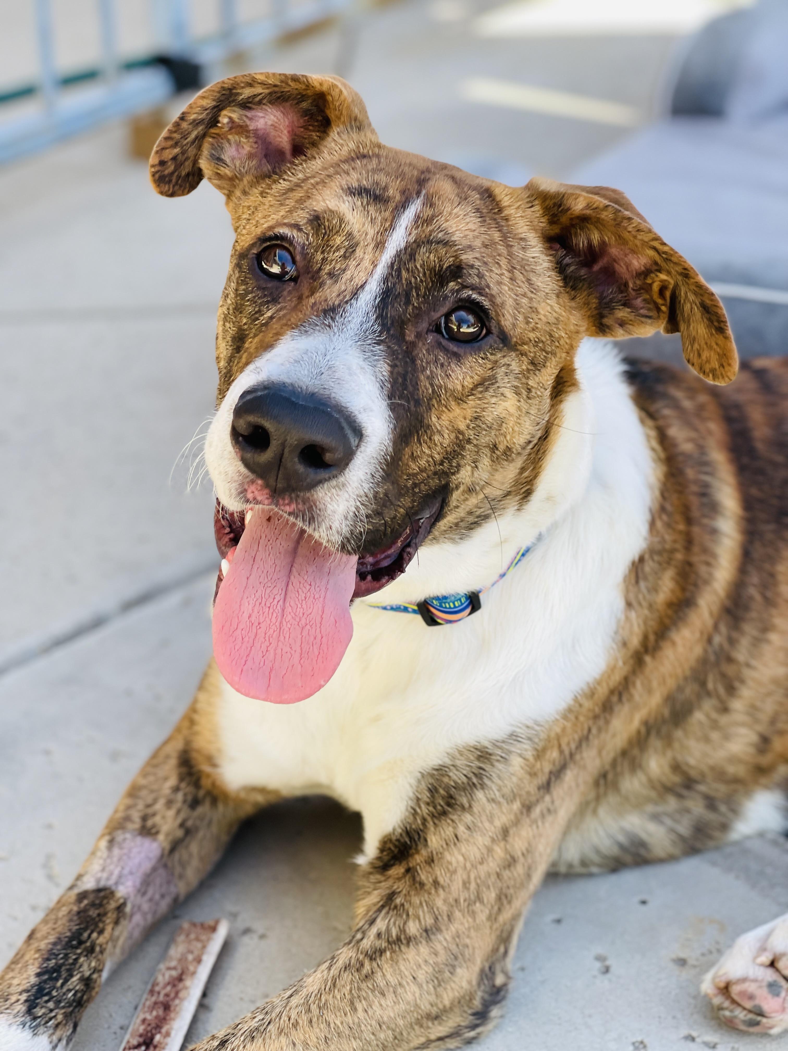 Enlarge Kasey, a Adoptable mixed breed in Temecula, CA image 1/6