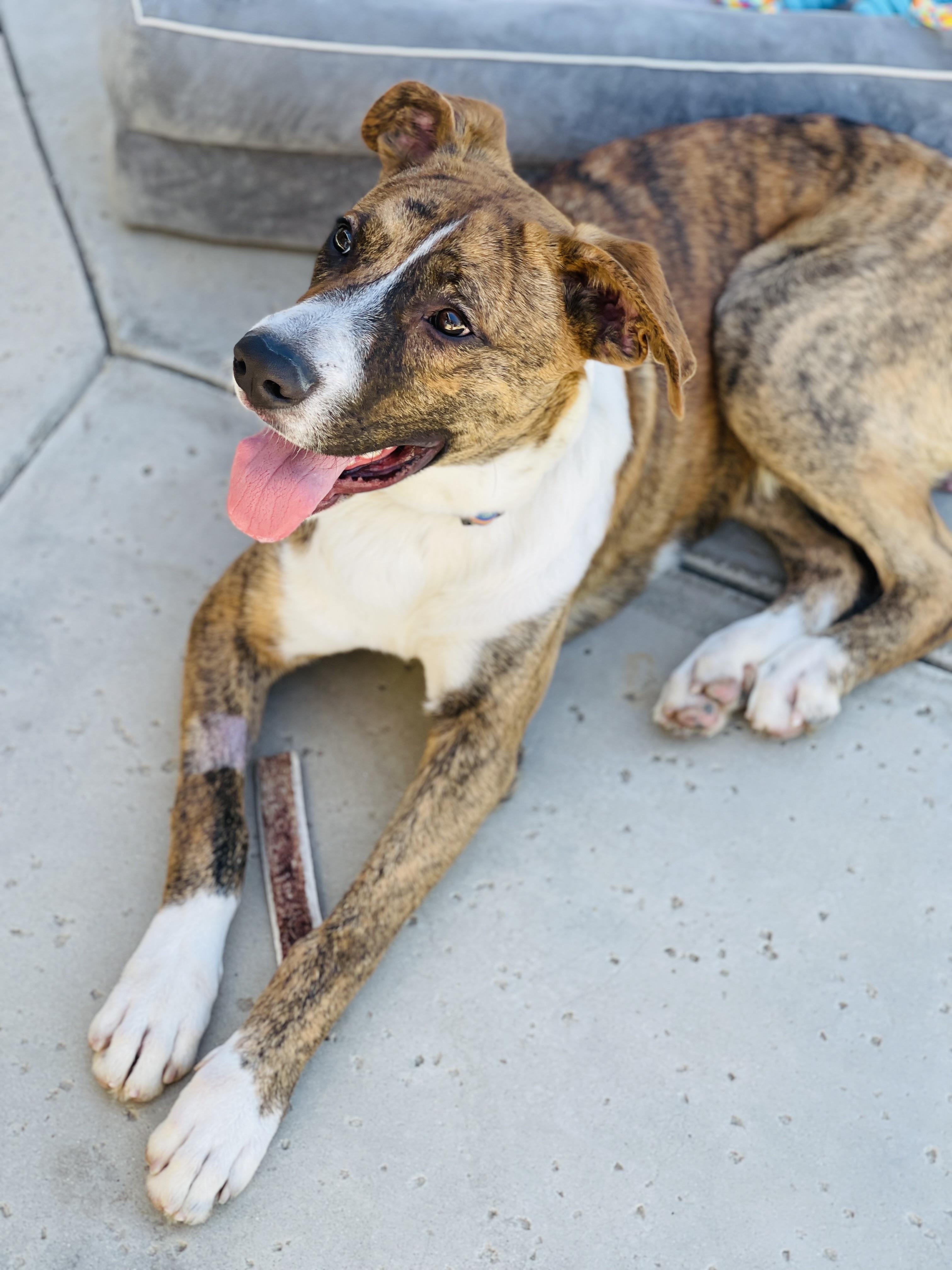 Enlarge Kasey, a Adoptable mixed breed in Temecula, CA image 3/6