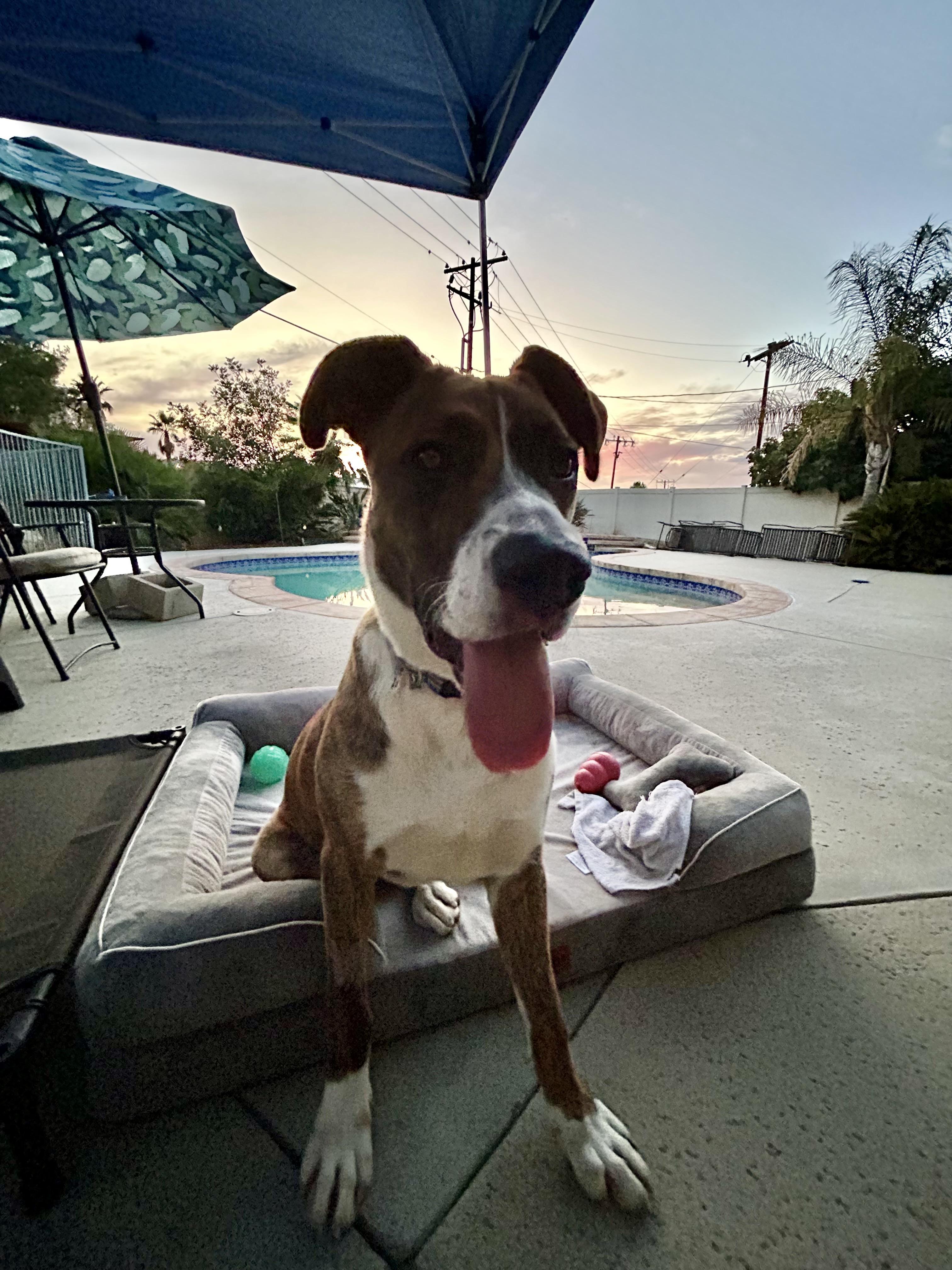 Enlarge Kasey, a Adoptable mixed breed in Temecula, CA image 2/6