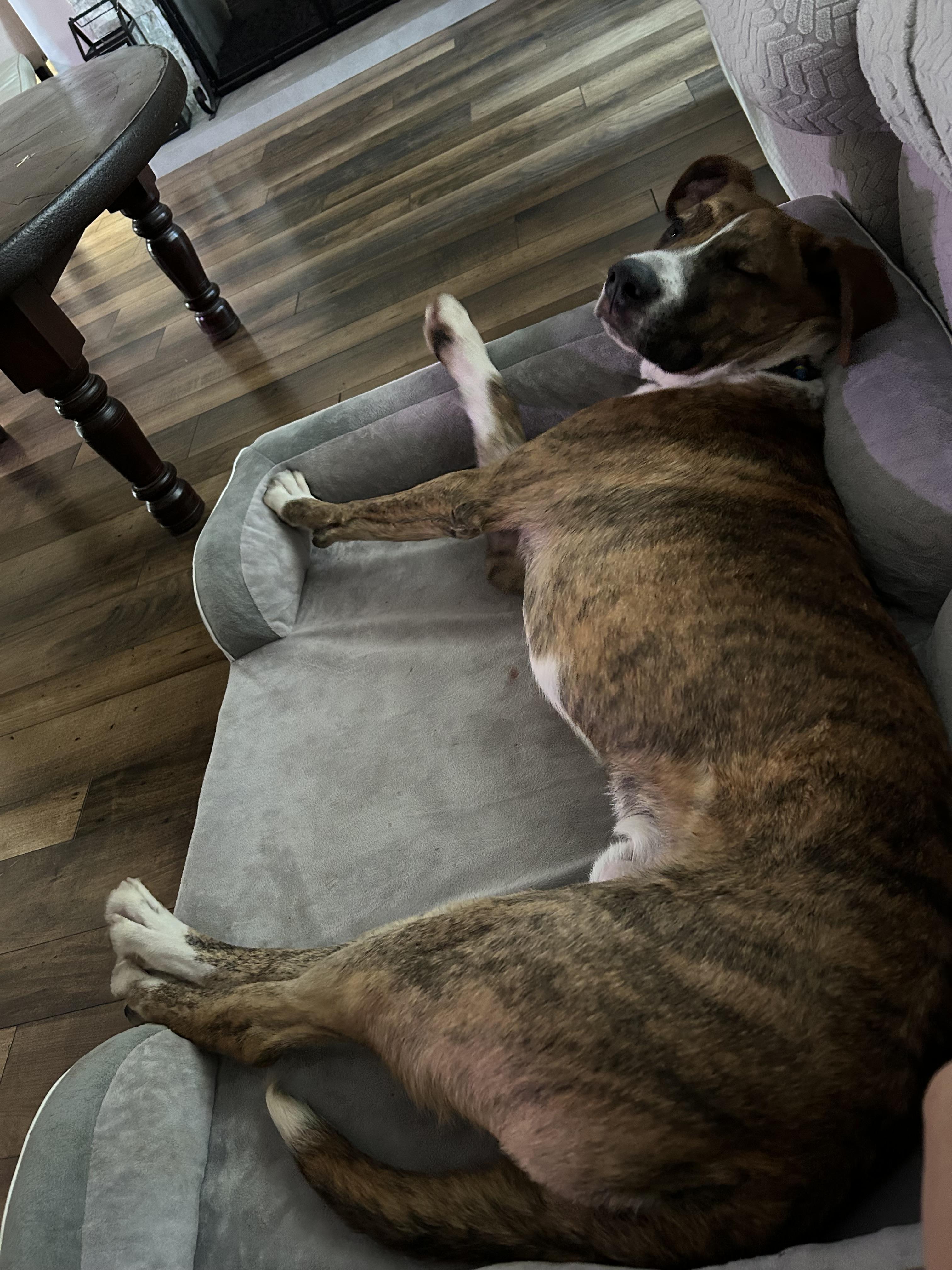 Enlarge Kasey, a Adoptable mixed breed in Temecula, CA image 4/6