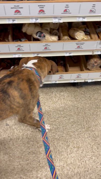 Enlarge Kasey, a Adoptable mixed breed in Temecula, CA video 6/6