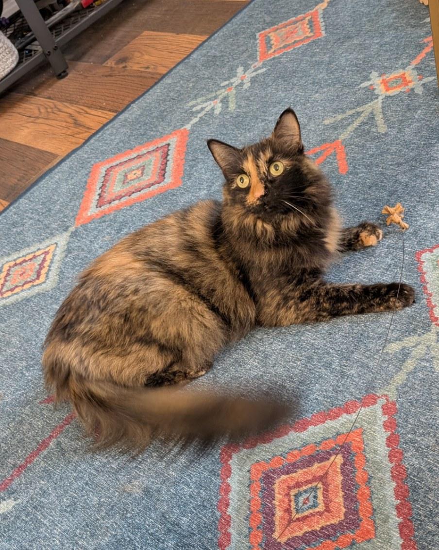Enlarge Kiki, a Adoptable Tortoiseshell in Pittsburgh, PA image 1/6