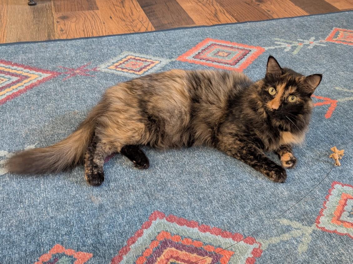 Enlarge Kiki, a Adoptable Tortoiseshell in Pittsburgh, PA image 6/6