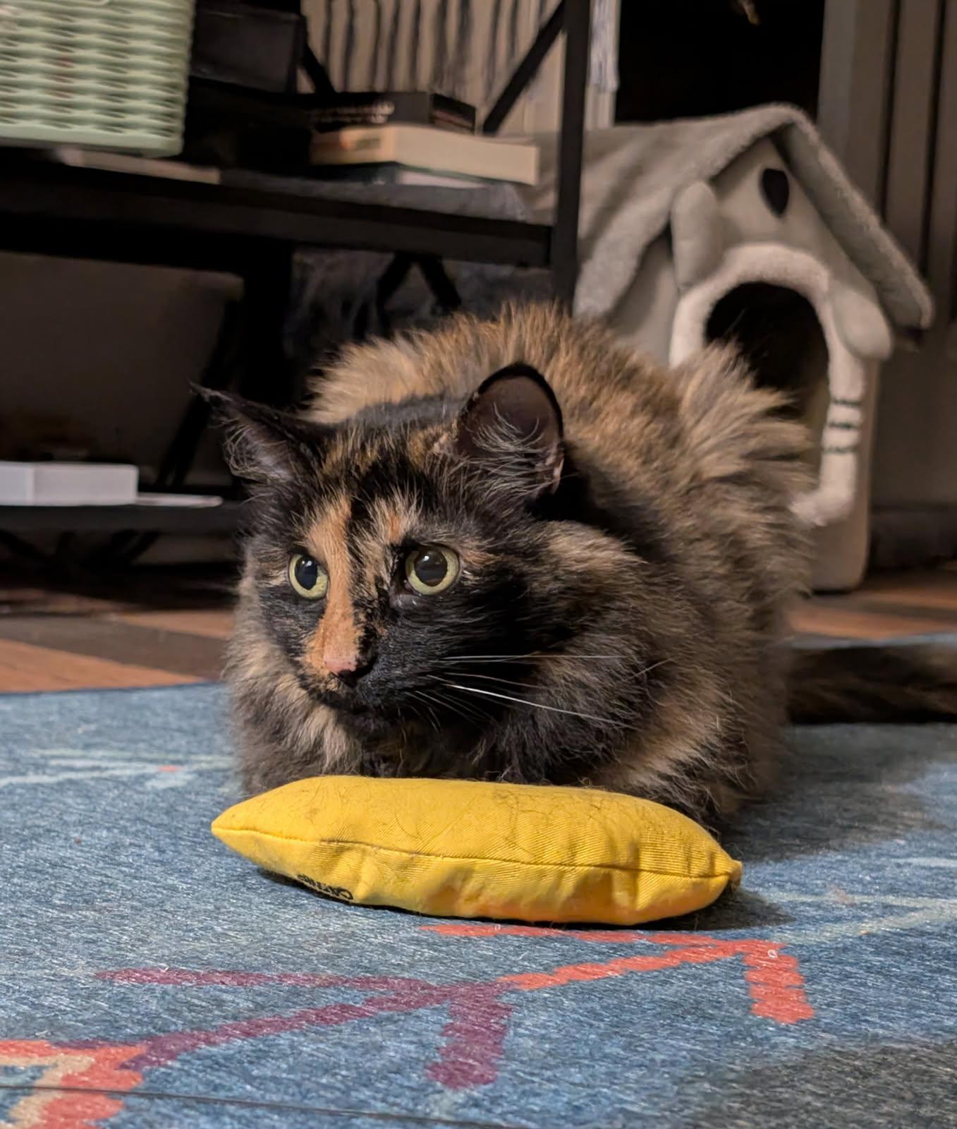 Enlarge Kiki, a Adoptable Tortoiseshell in Pittsburgh, PA image 2/6
