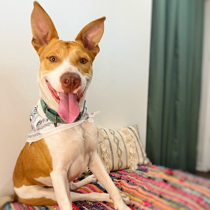 Thomas the Lover Boy