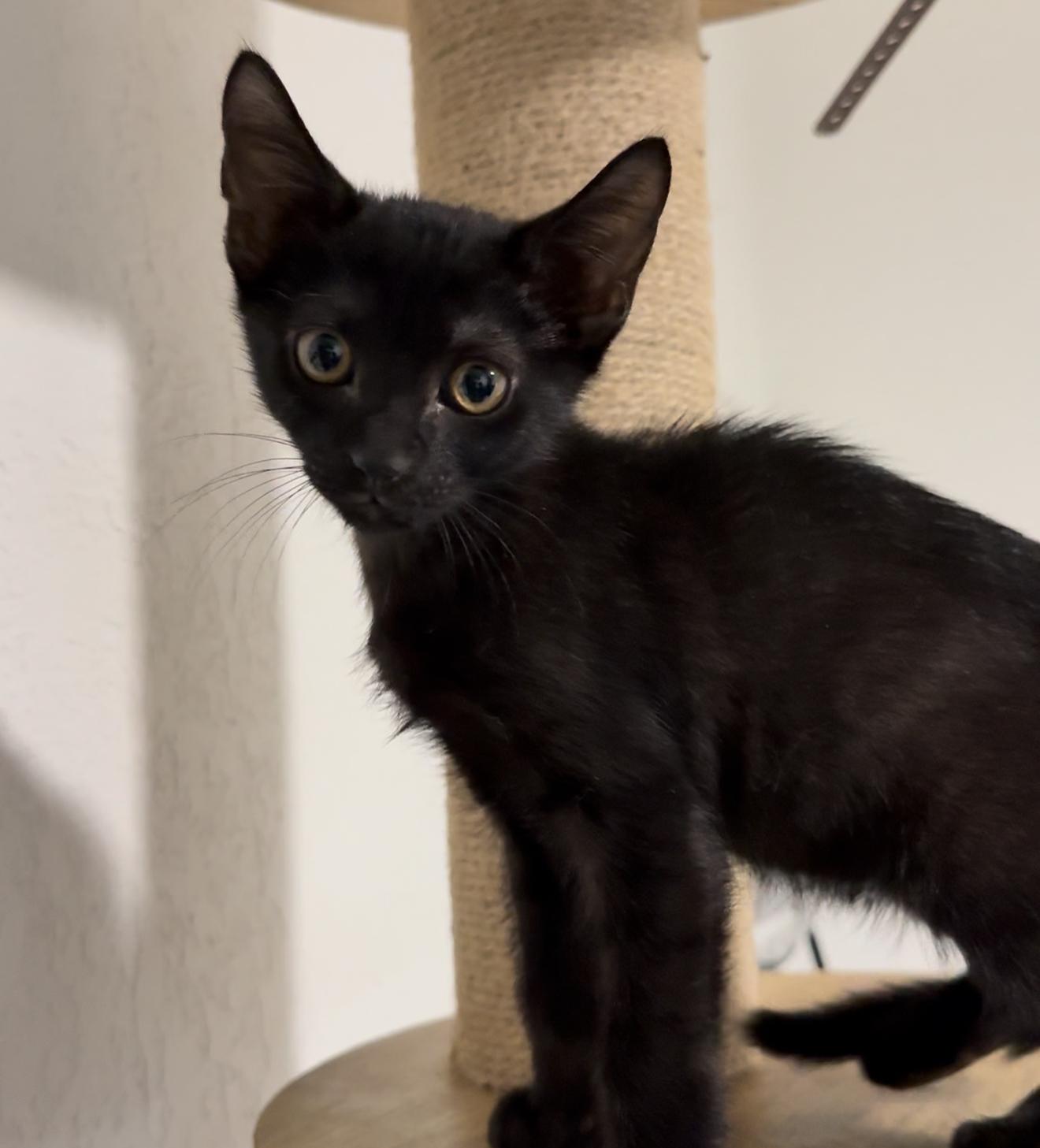 Enlarge Helm, a Adoptable mixed breed in Providence, RI image 2/2