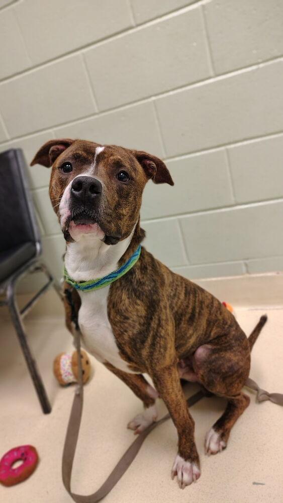 Tobias, Adoptable, Adult Male American Staffordshire Terrier.