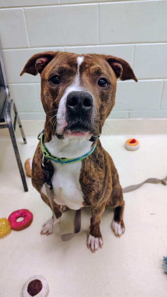 Tobias, a Adoptable mixed breed in Kalamazoo, MI image 2/2