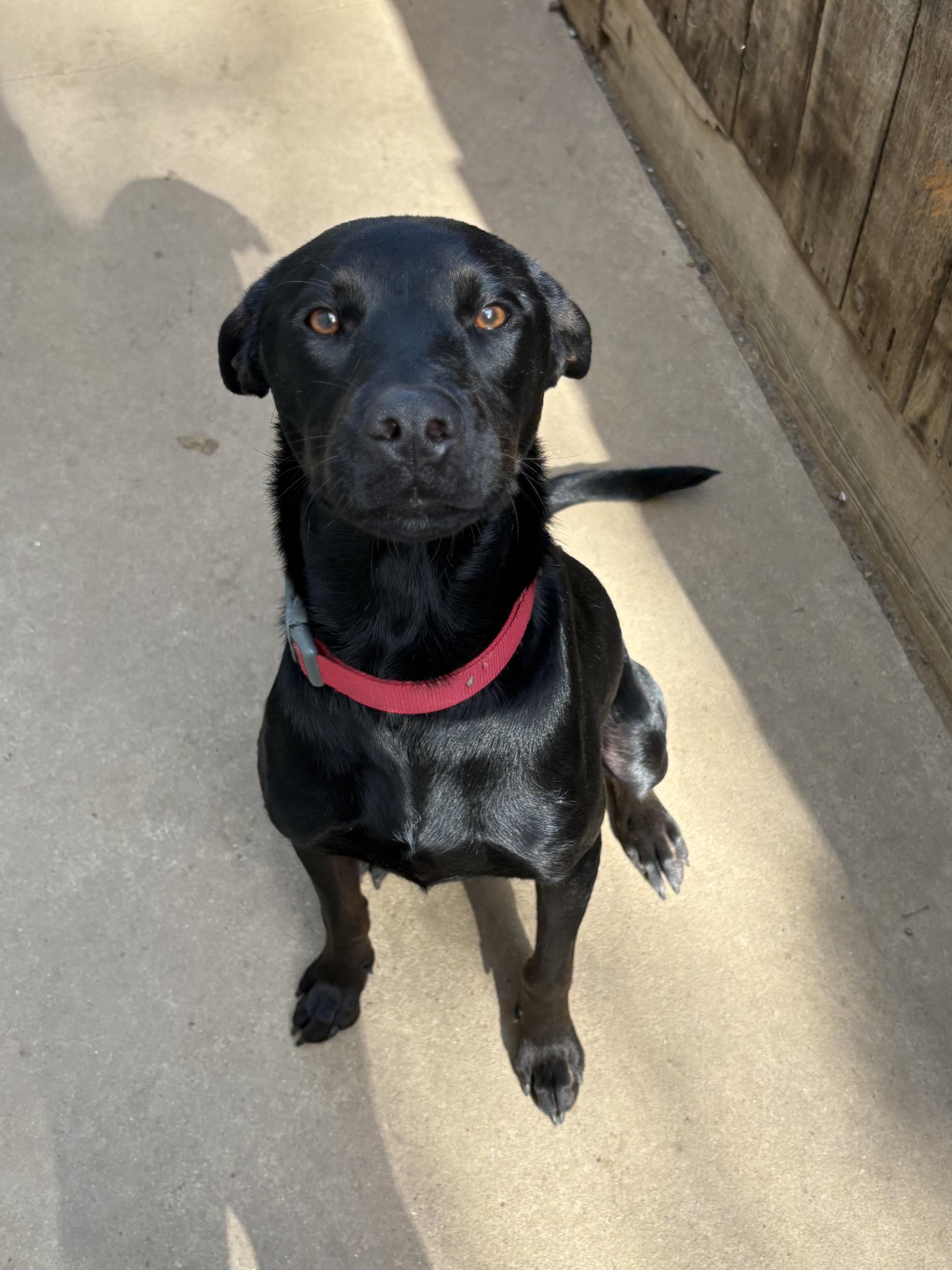 Pantera, Adoptable, Adult Male Labrador Retriever.