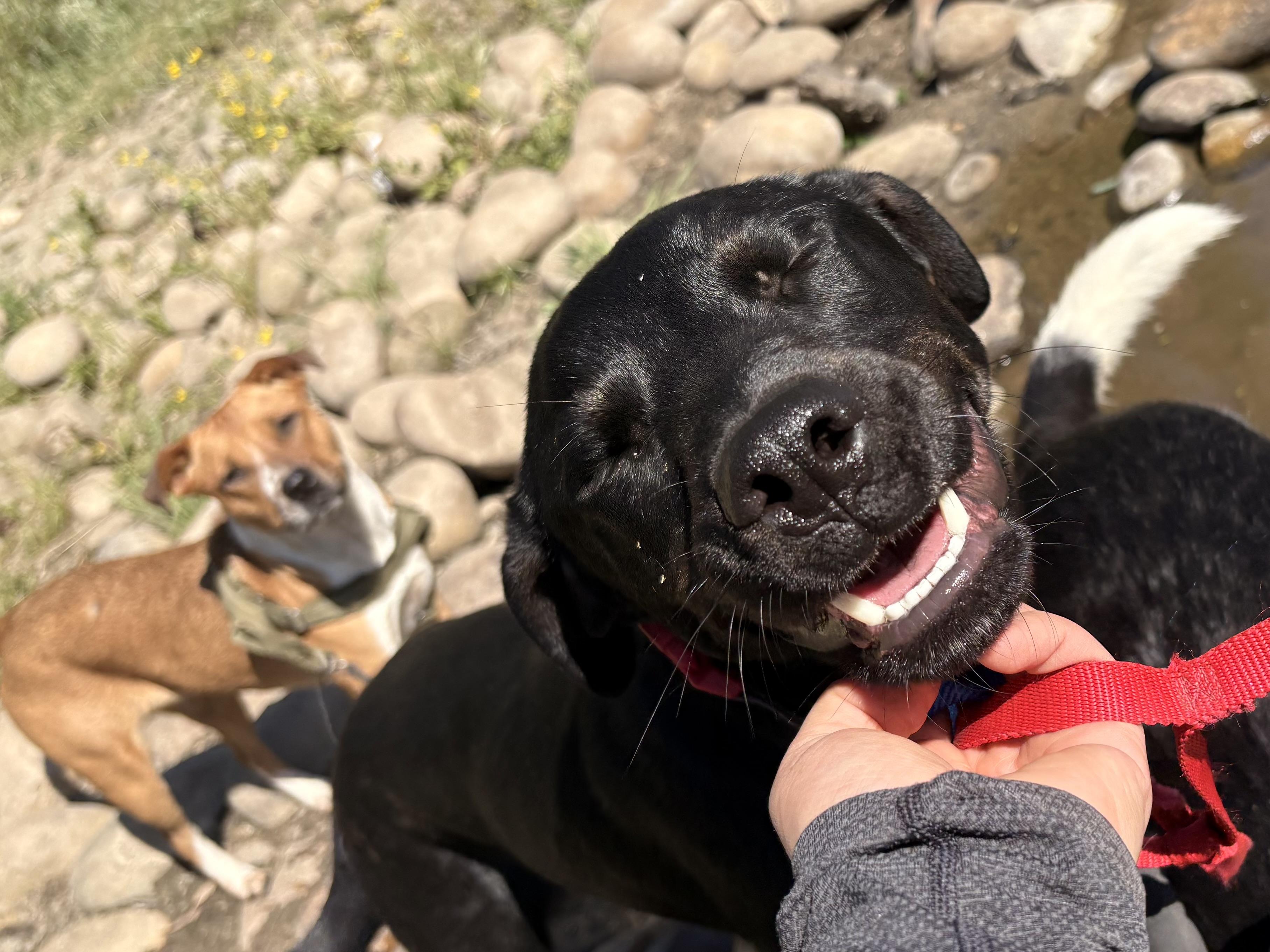 Enlarge Pantera, a Adoptable mixed breed in Reedley, CA image 6/6
