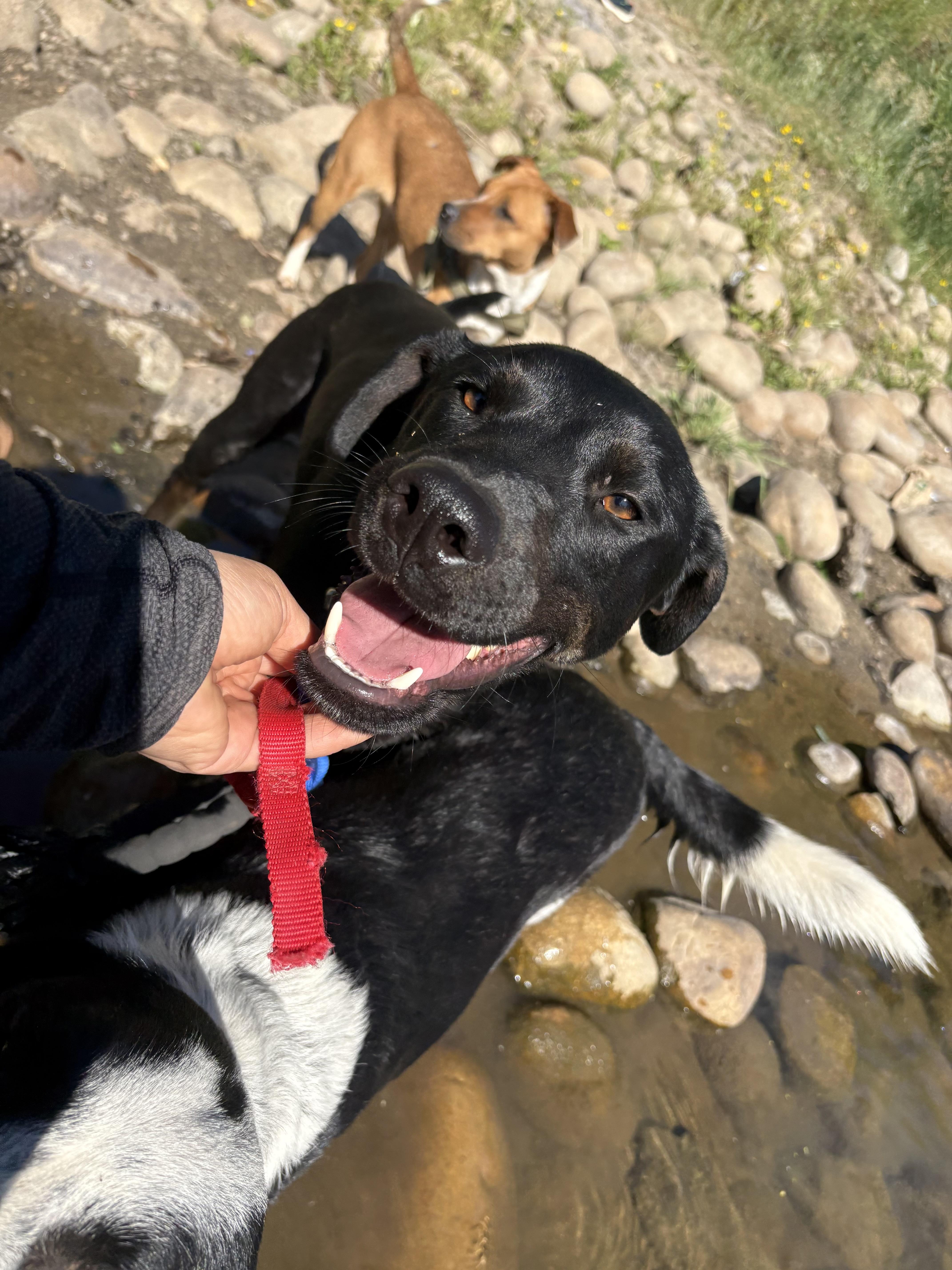 Enlarge Pantera, a Adoptable mixed breed in Reedley, CA image 5/6