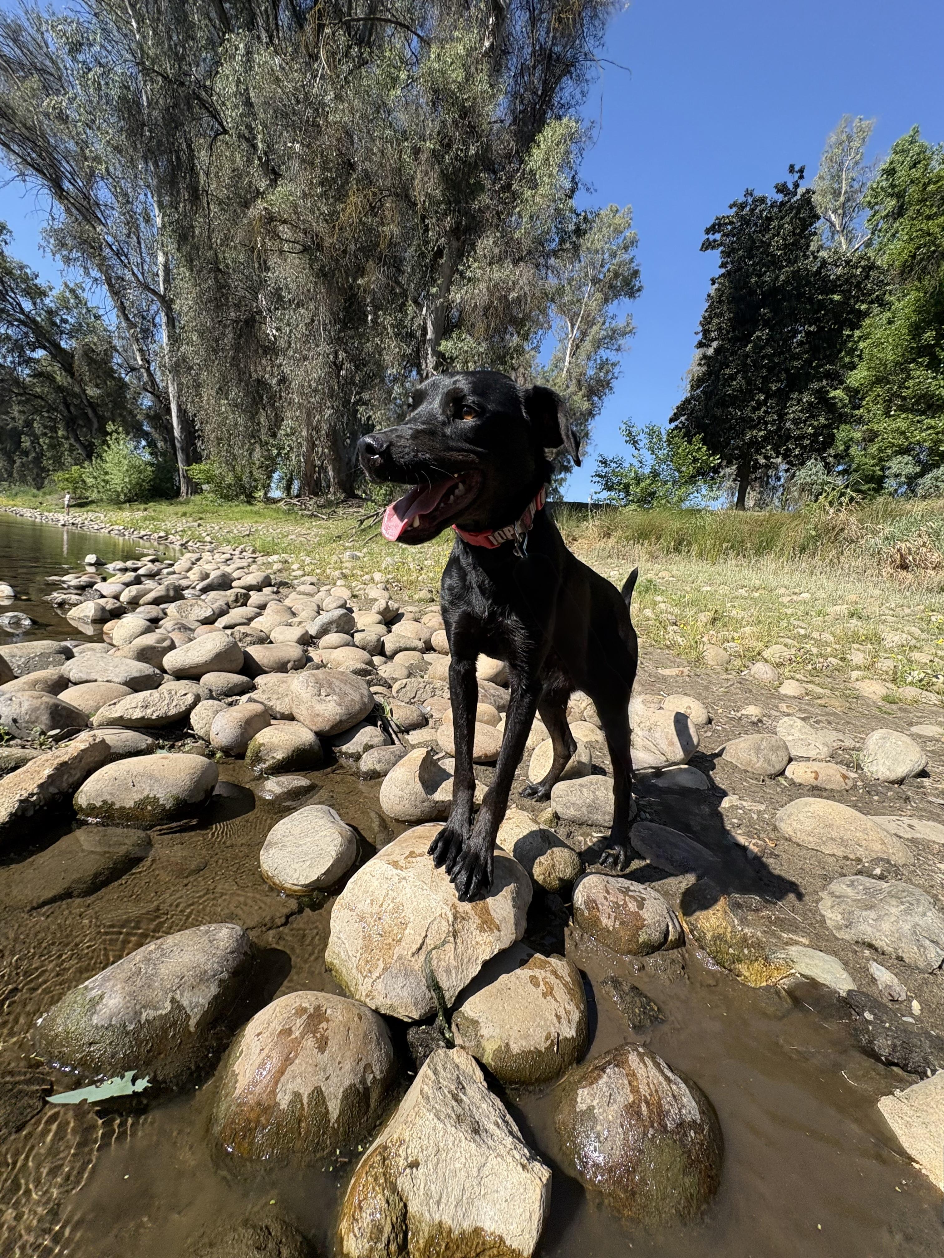 Enlarge Pantera, a Adoptable mixed breed in Reedley, CA image 2/6