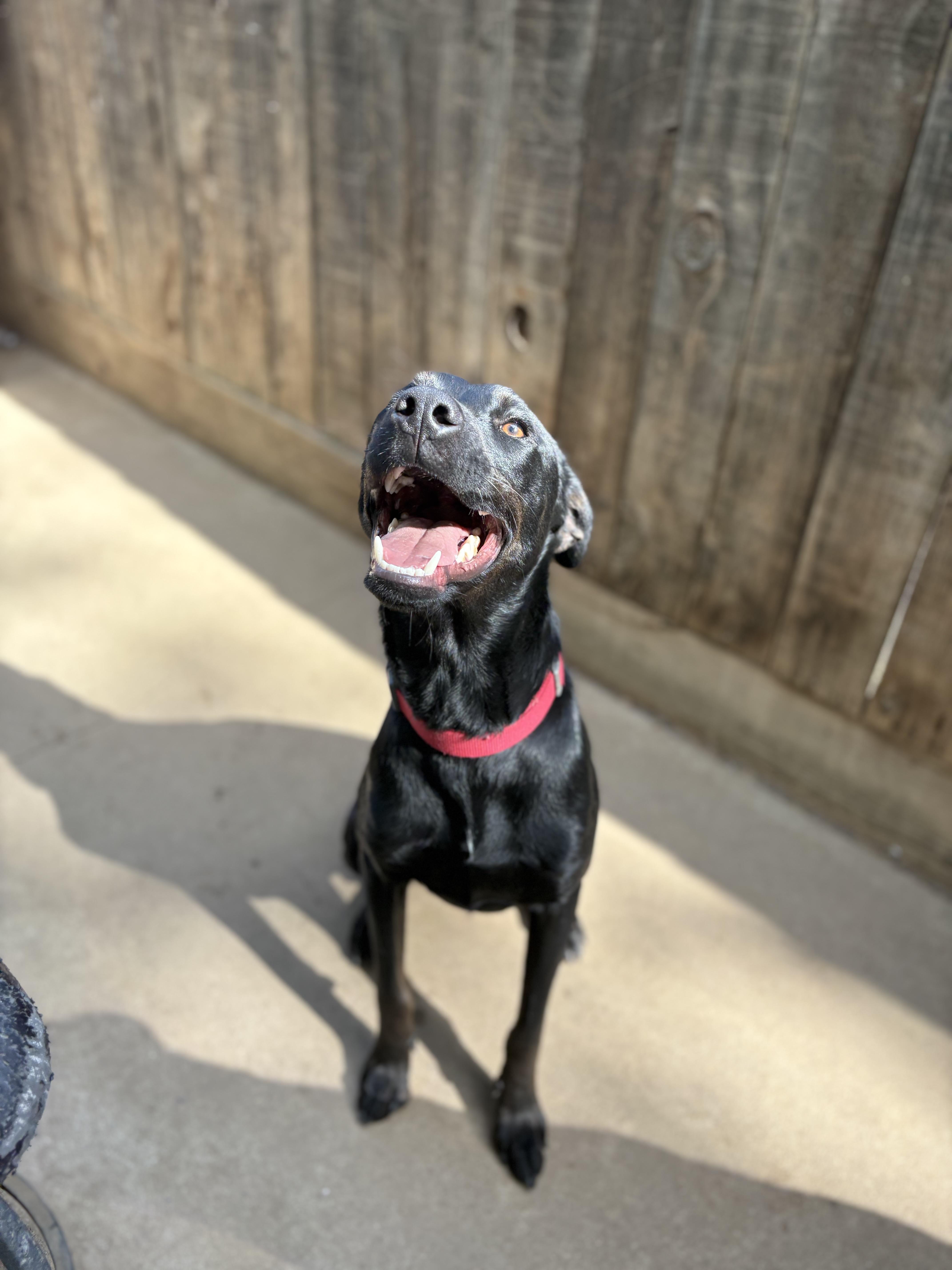 Enlarge Pantera, a Adoptable mixed breed in Reedley, CA image 3/6