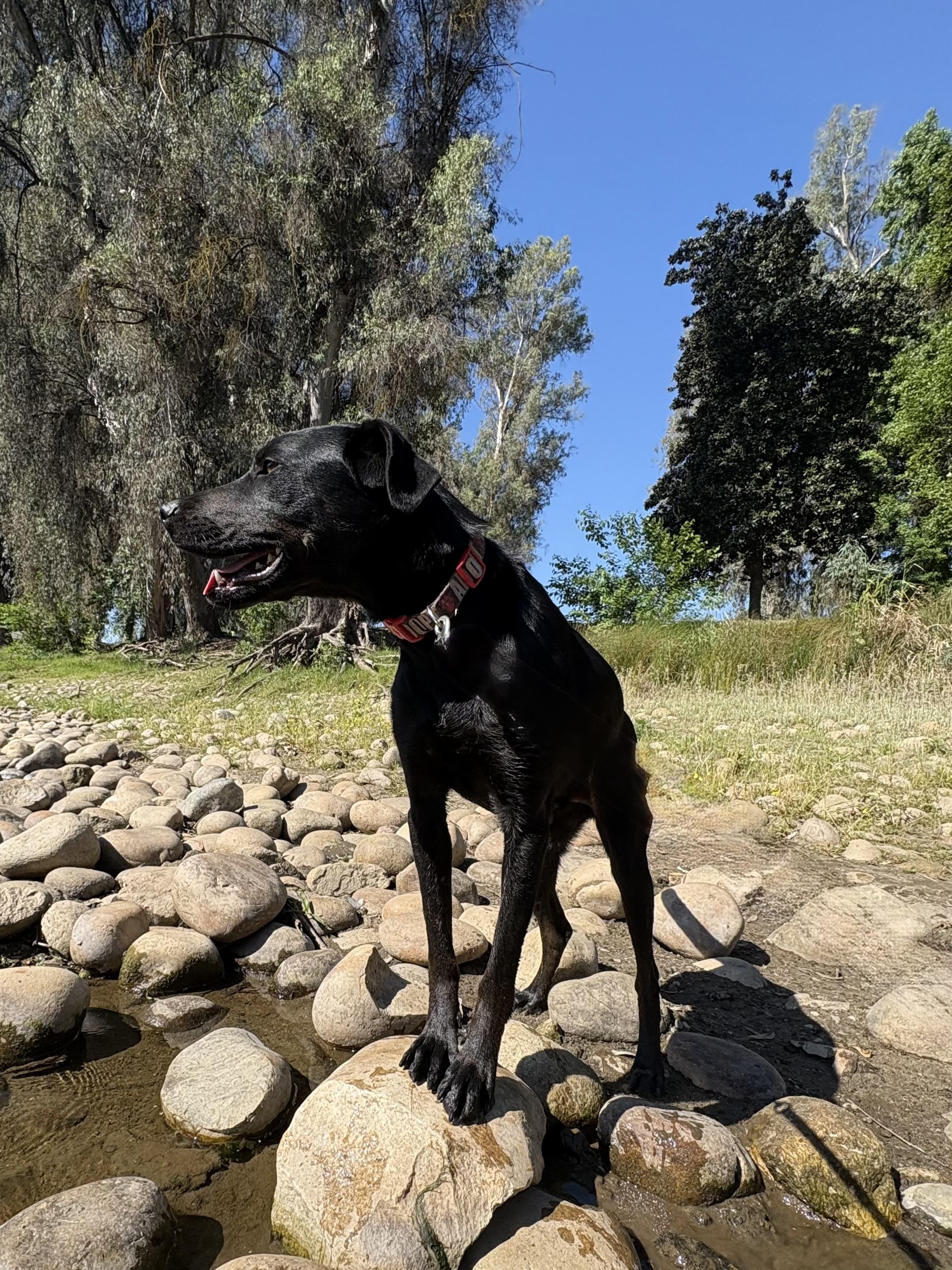 Enlarge Pantera, a Adoptable mixed breed in Reedley, CA image 4/6