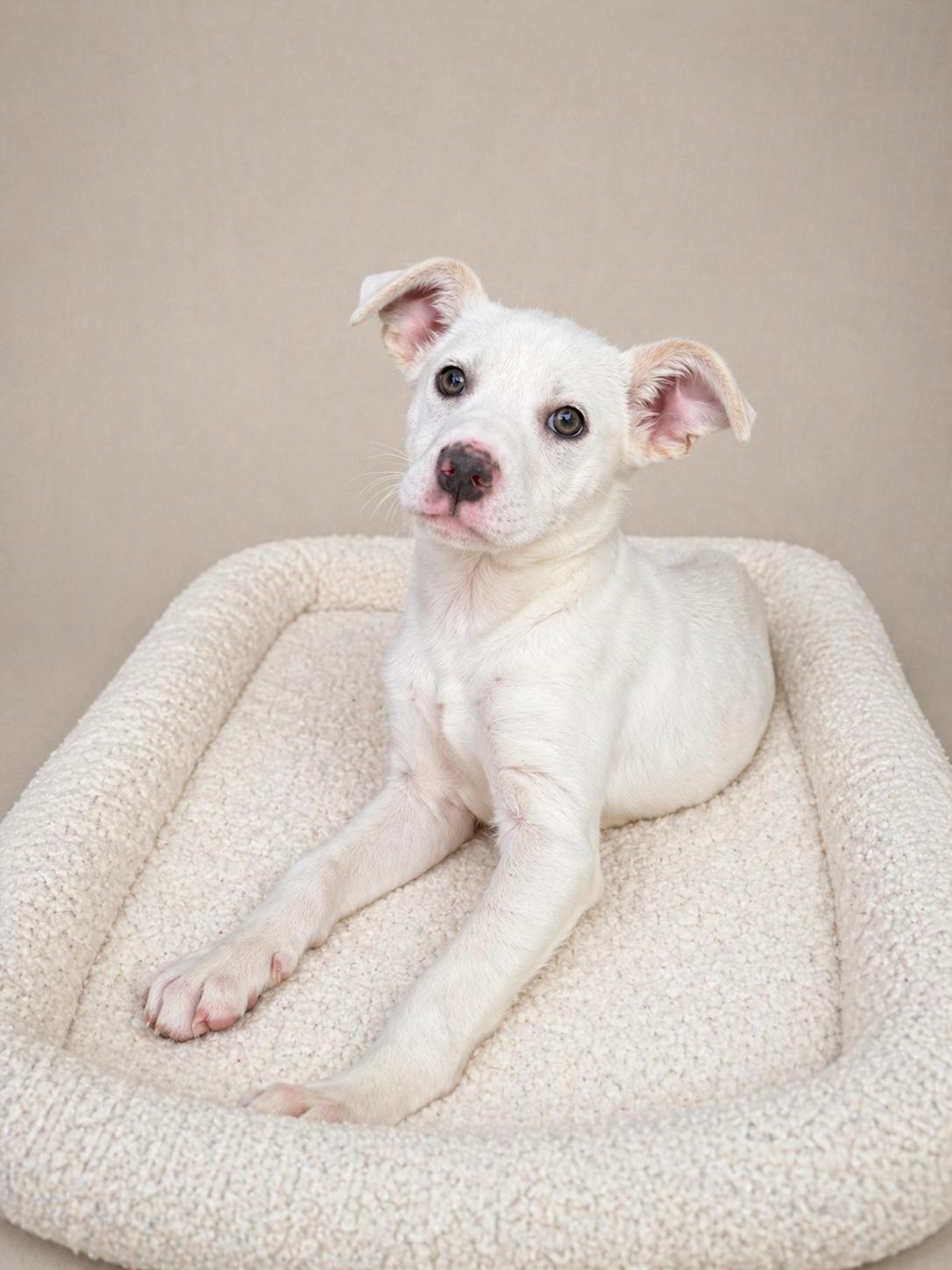 Enlarge Biscuit , a Adoptable mixed breed in Baton Rouge, LA image 2/2