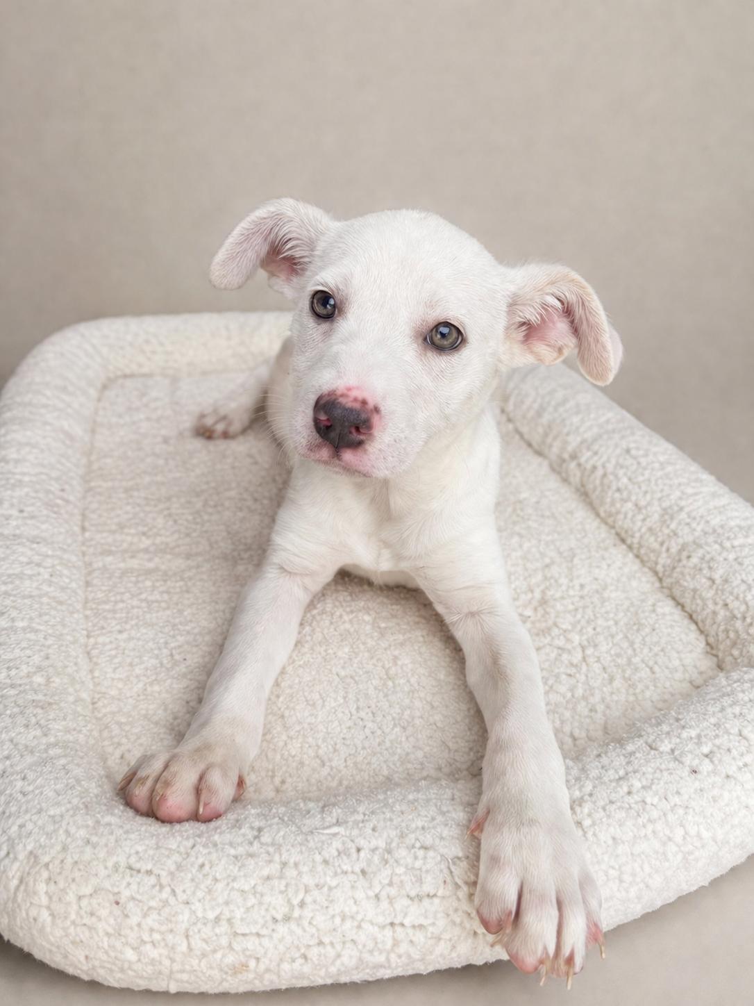 Enlarge Biscuit , a Adoptable mixed breed in Baton Rouge, LA image 1/2