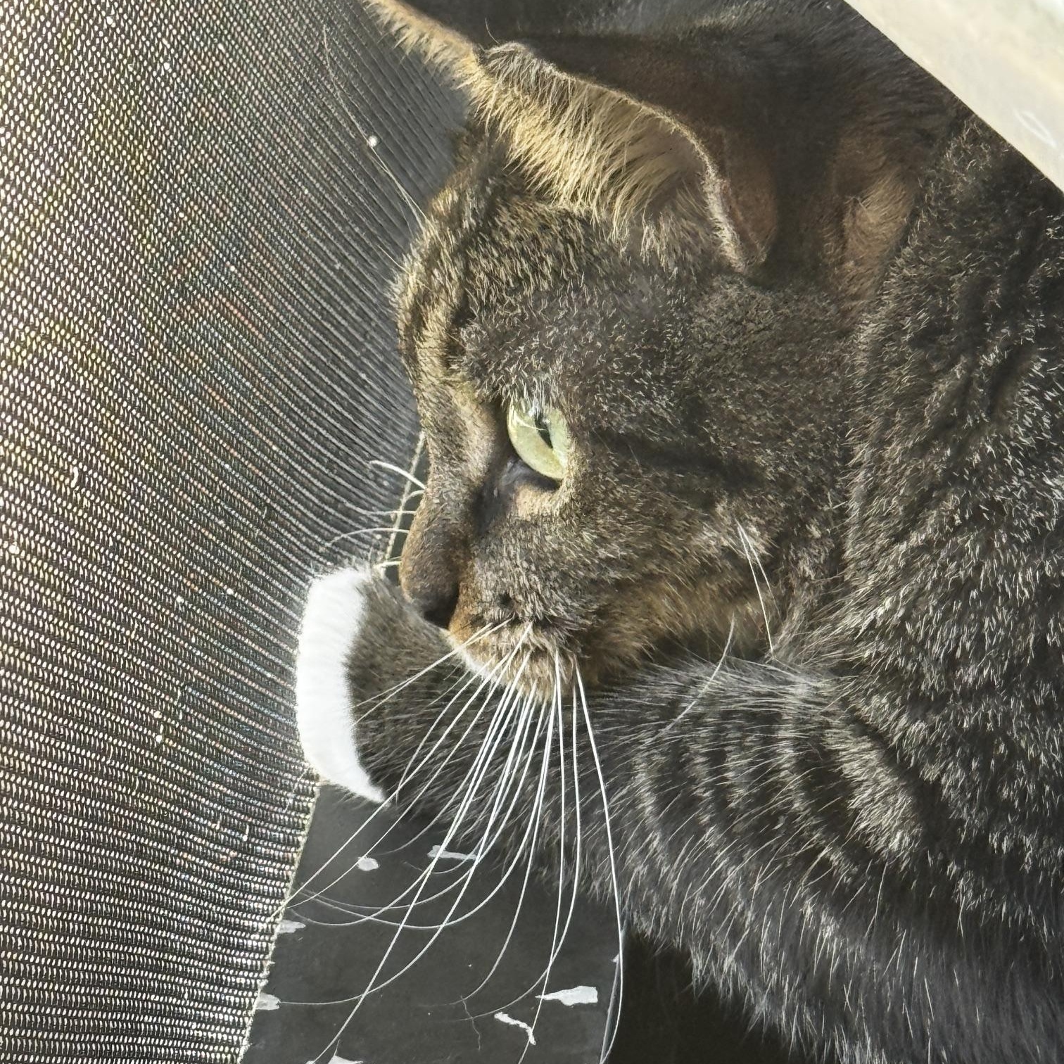 Enlarge Mango, a ADOPTABLE Domestic Short Hair in Ruskin, FL image 2/2