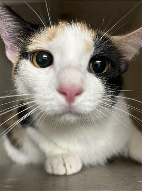 Enlarge HONEY BUN, a Adoptable Domestic Short Hair in Lincolnton, NC image 1/1