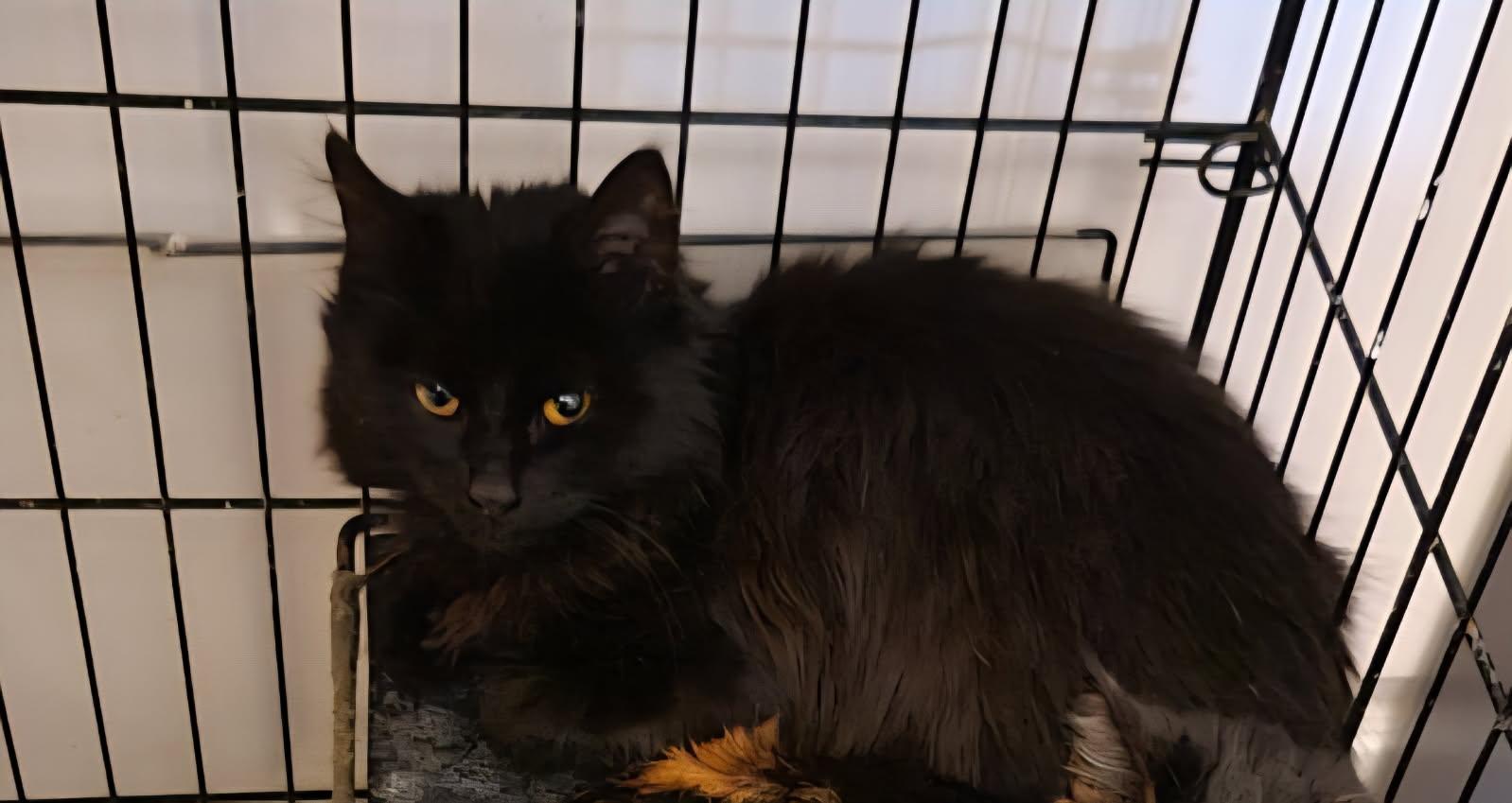 Atlas, Adoptable, Young Male Domestic Long Hair.