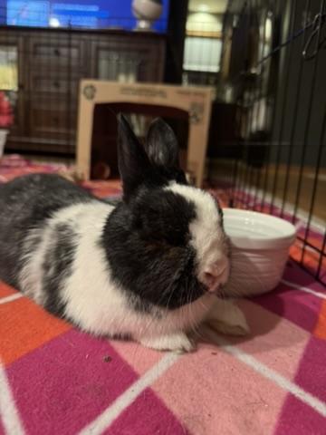 Enlarge Dottie, a ADOPTABLE mixed breed in Naperville, IL image 3/6