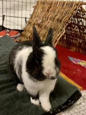 Enlarge Dottie, a ADOPTABLE mixed breed in Naperville, IL image 5/6