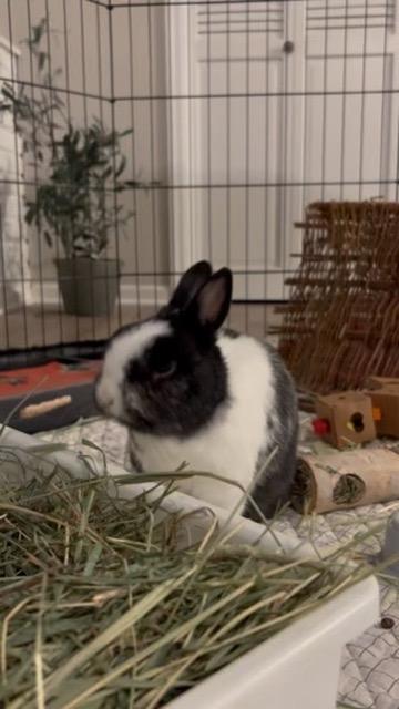 Enlarge Dottie, a ADOPTABLE mixed breed in Naperville, IL image 4/6