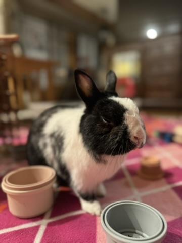 Enlarge Dottie, a ADOPTABLE mixed breed in Naperville, IL image 6/6