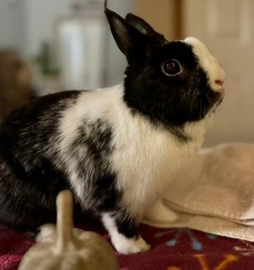 Enlarge Dottie, a ADOPTABLE mixed breed in Naperville, IL image 2/6