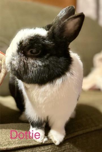 Enlarge Dottie, a ADOPTABLE mixed breed in Naperville, IL image 1/6