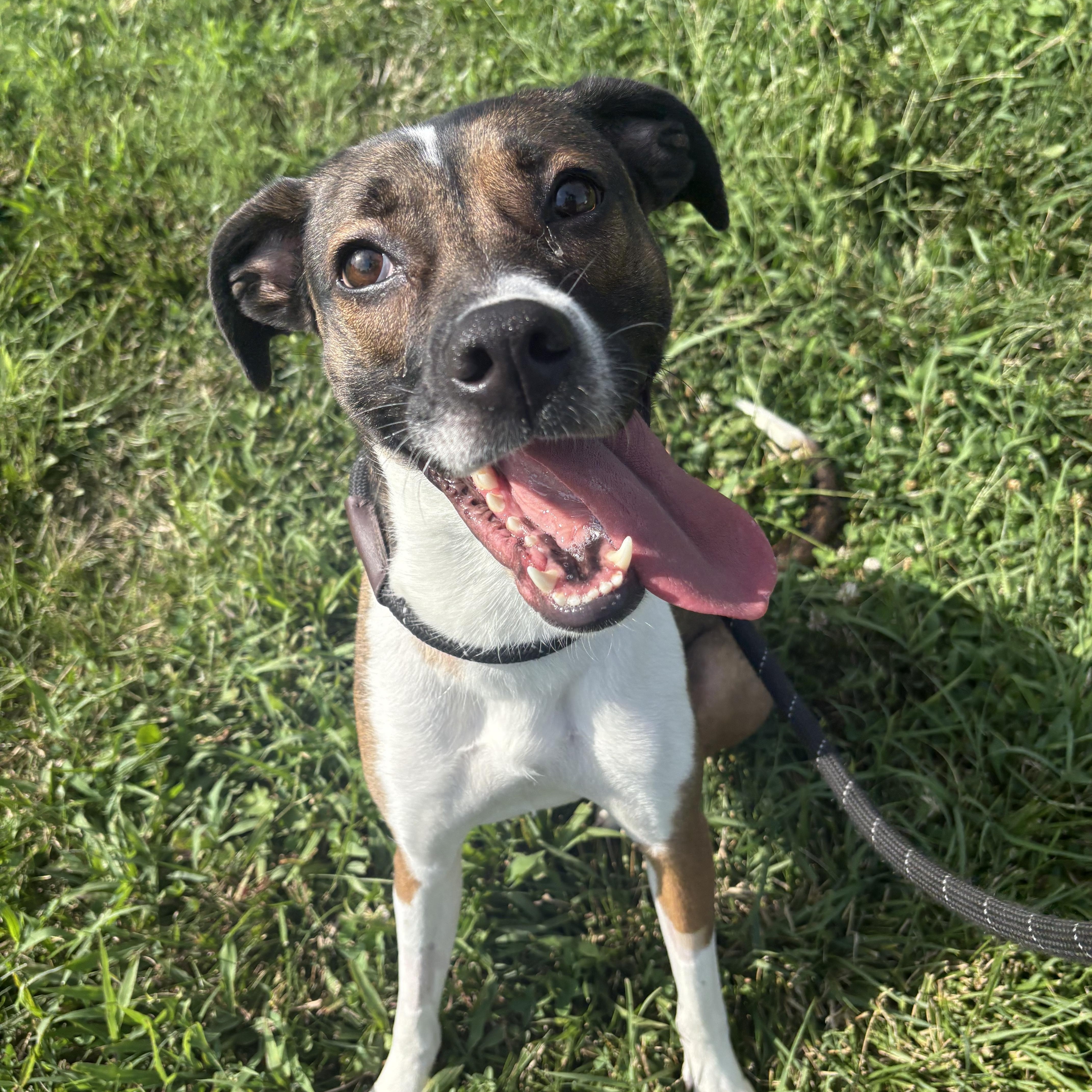 Mary Anne, ADOPTABLE, Adult Female Mixed Breed.