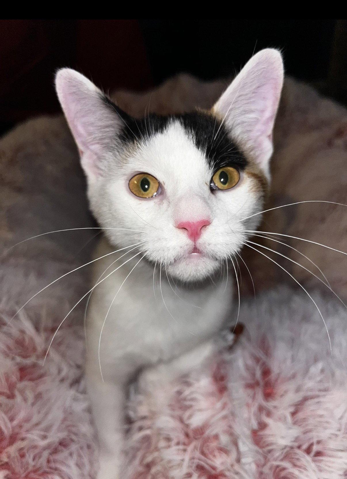 Enlarge Esther, a Adoptable Domestic Short Hair in Rootstown, OH image 1/2
