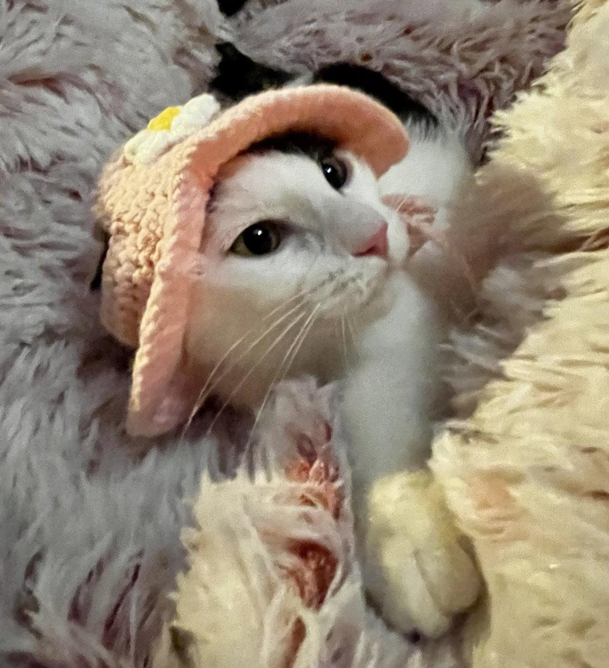 Enlarge Esther, a Adoptable Domestic Short Hair in Rootstown, OH image 2/2