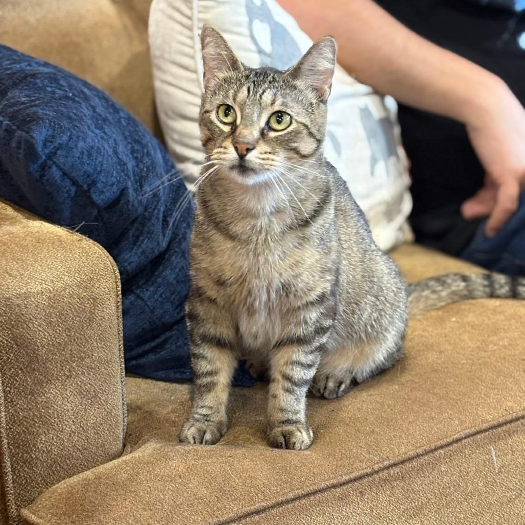 Sandy, Adoptable, Adult Female Domestic Short Hair.