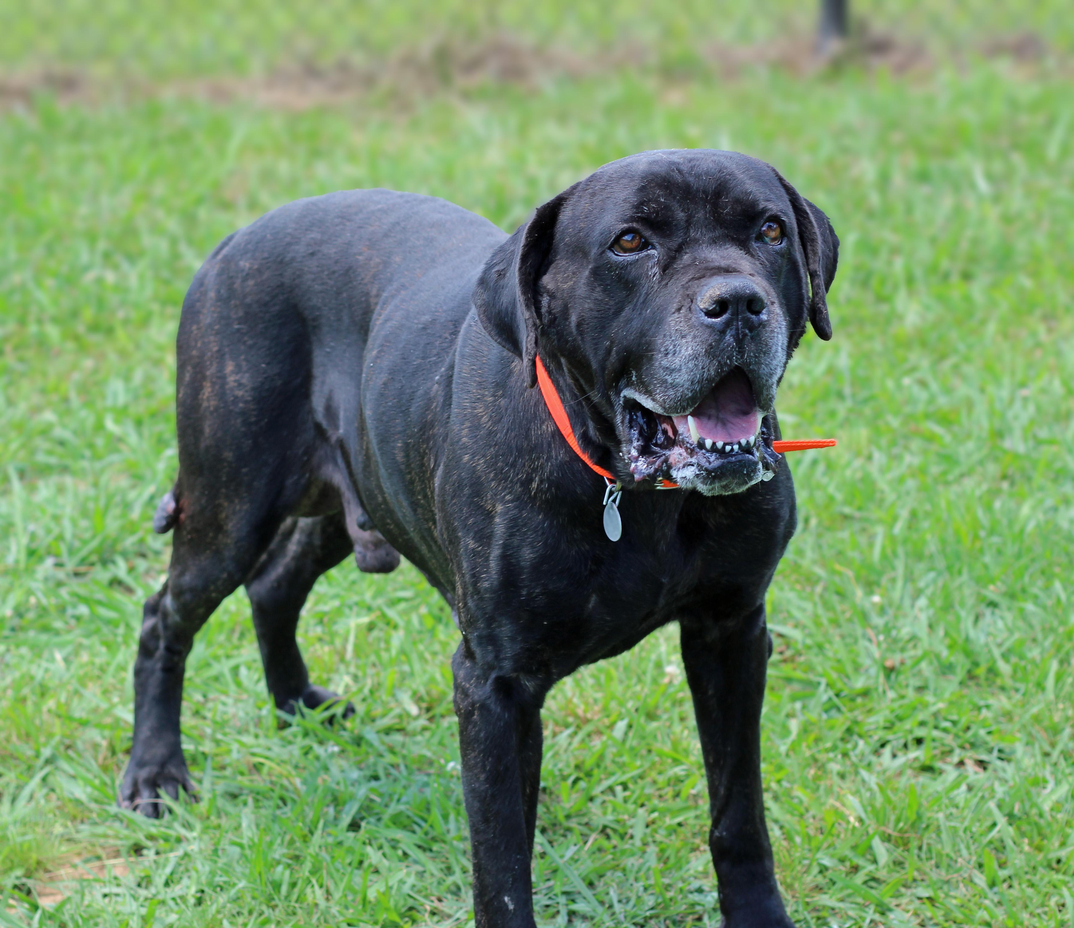 Enlarge Draven, a ADOPTABLE mixed breed in Lebanon, TN image 5/6
