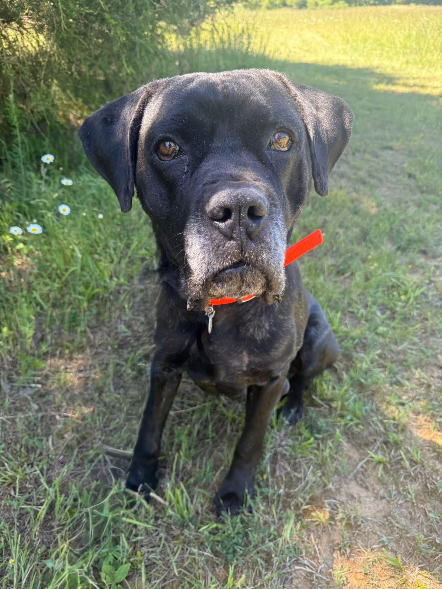 Draven, a ADOPTABLE Cane Corso in Lebanon, TN image 3/3