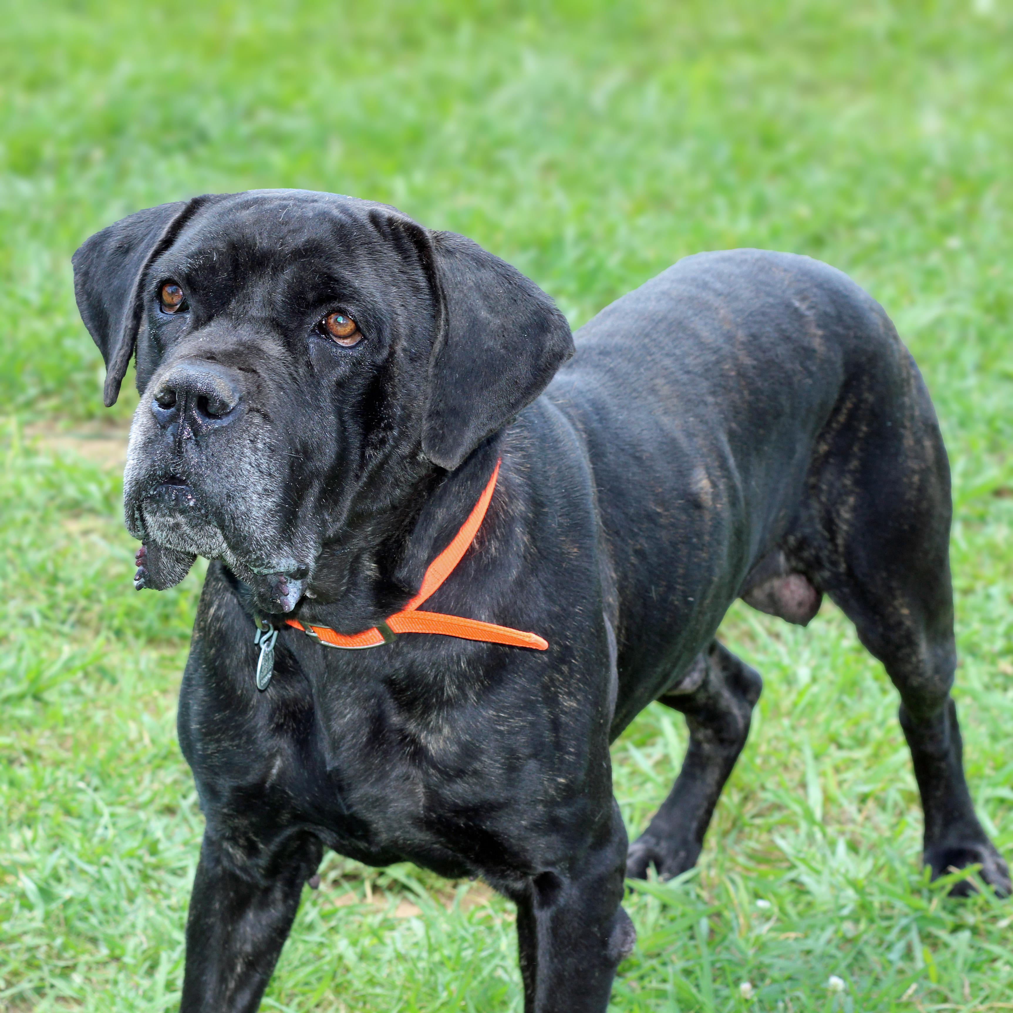 Enlarge Draven, a ADOPTABLE mixed breed in Lebanon, TN image 4/6