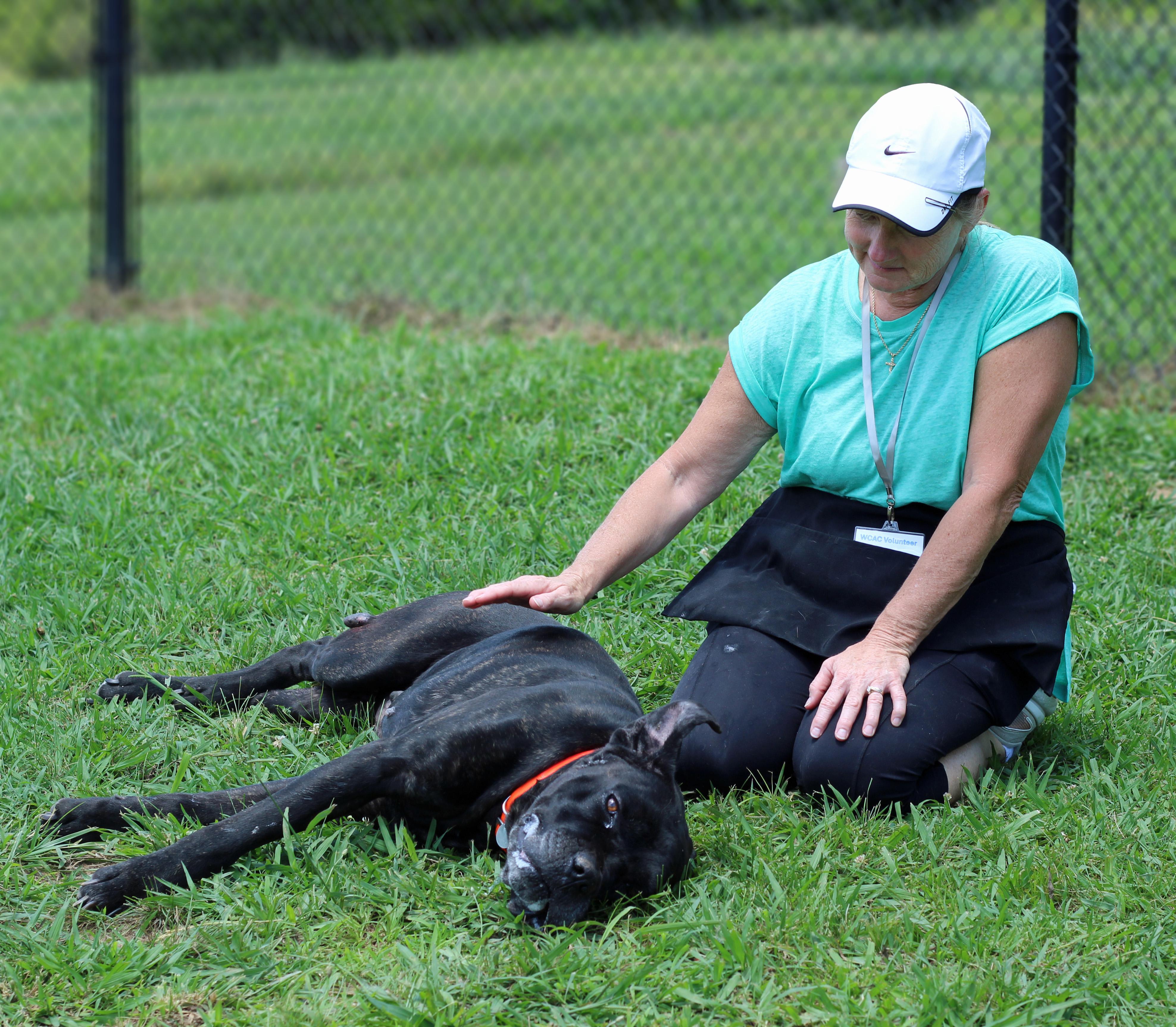 Enlarge Draven, a ADOPTABLE mixed breed in Lebanon, TN image 6/6