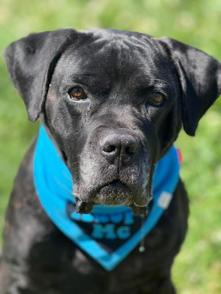 Draven, ADOPTABLE, Adult Male Cane Corso.