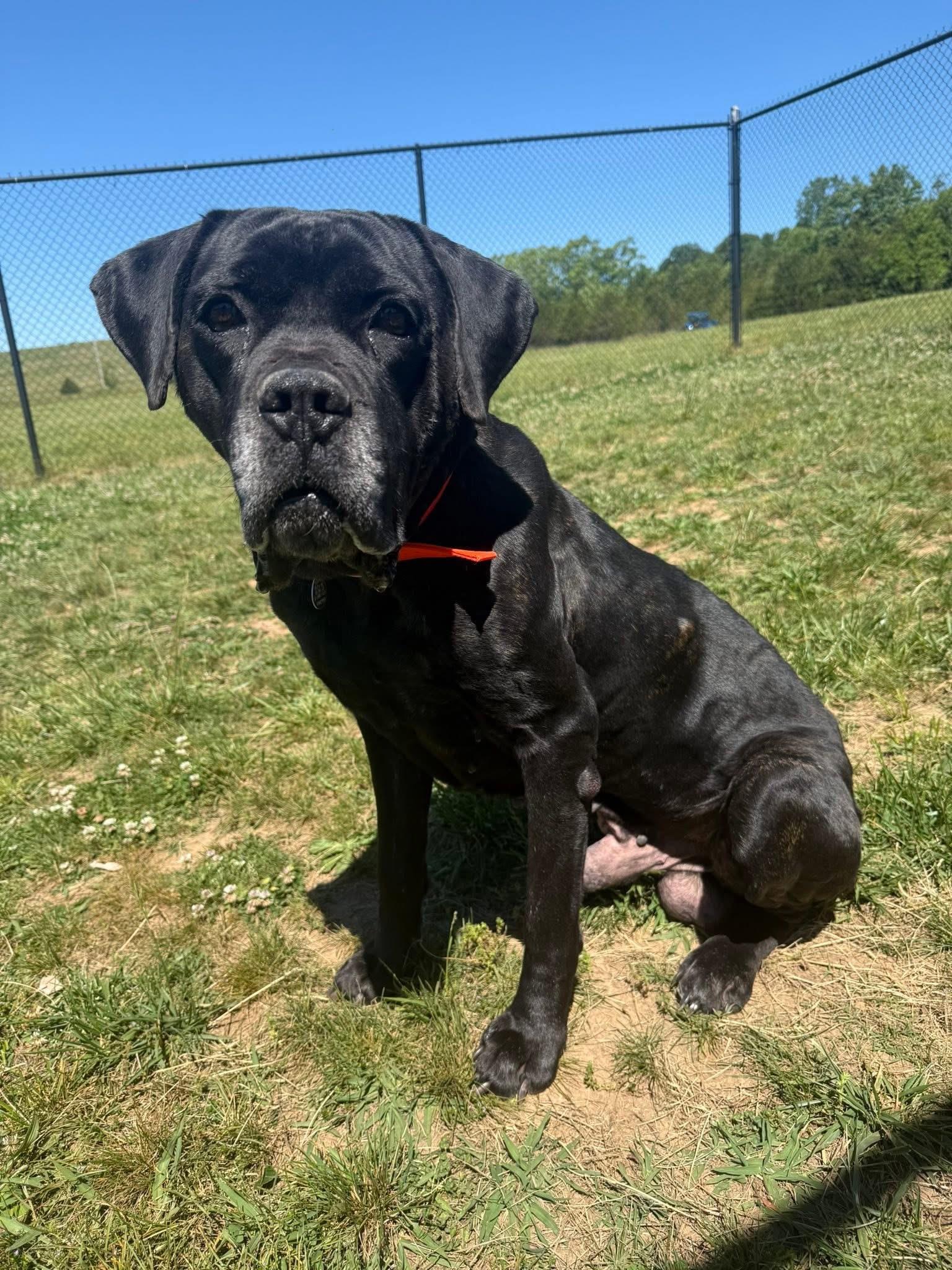 Draven, a ADOPTABLE Cane Corso in Lebanon, TN image 2/3