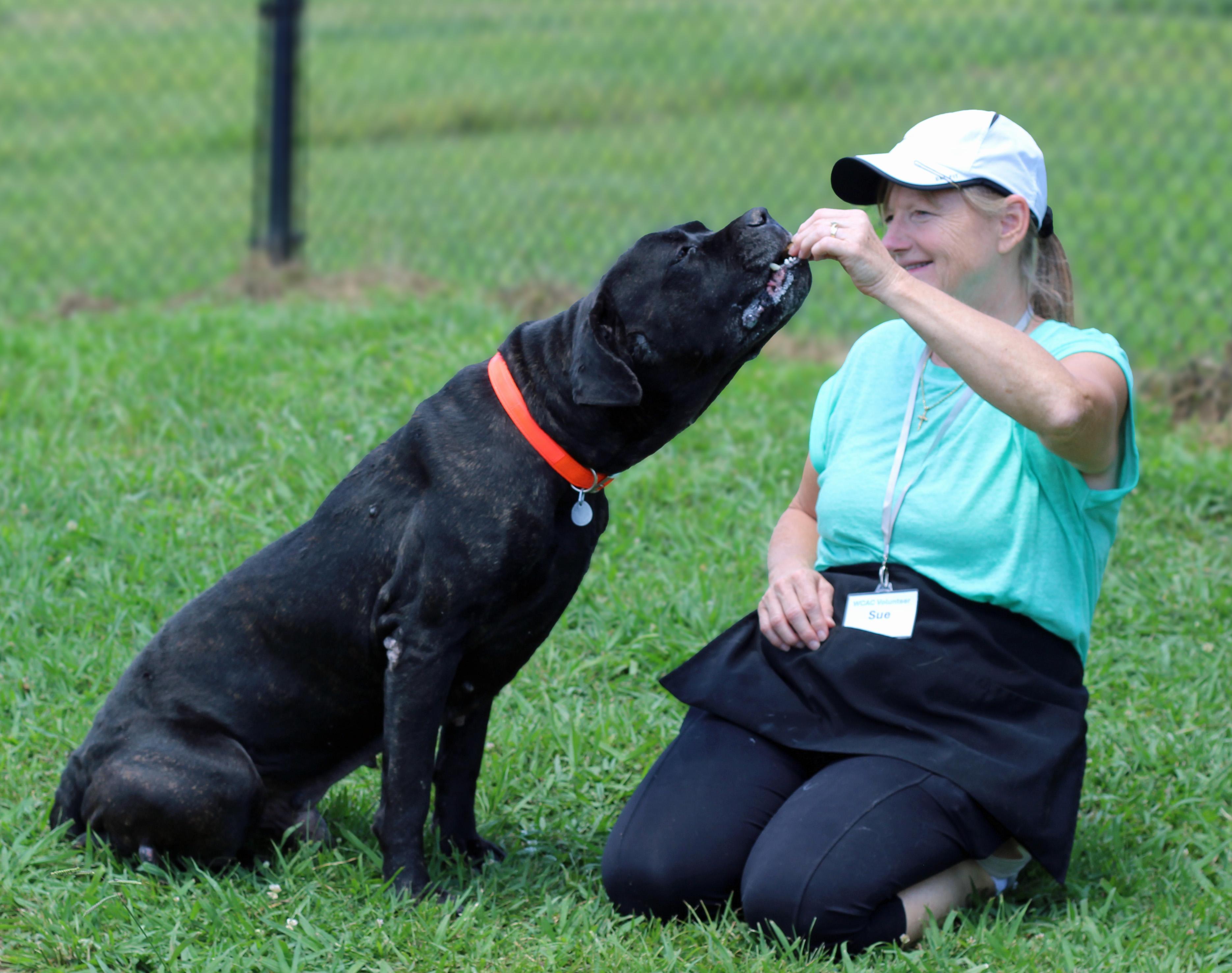 Enlarge Draven, a ADOPTABLE mixed breed in Lebanon, TN image 3/6