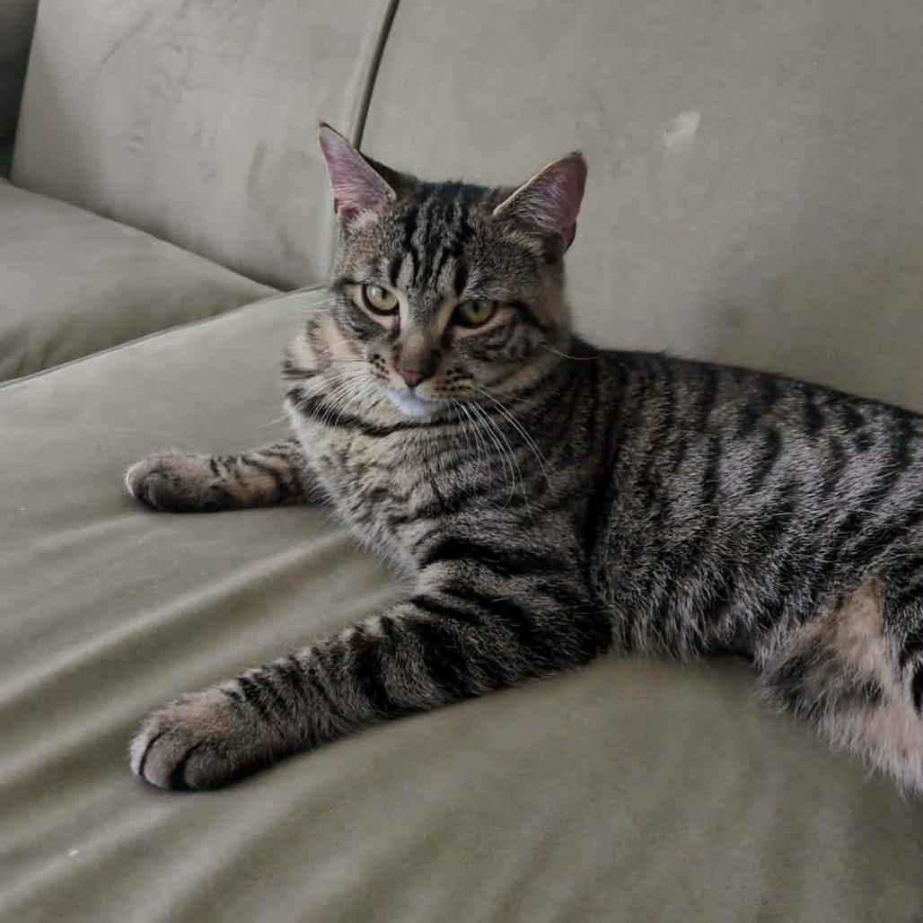 Chad Michael Purray, Adoptable, Young Male Domestic Short Hair.