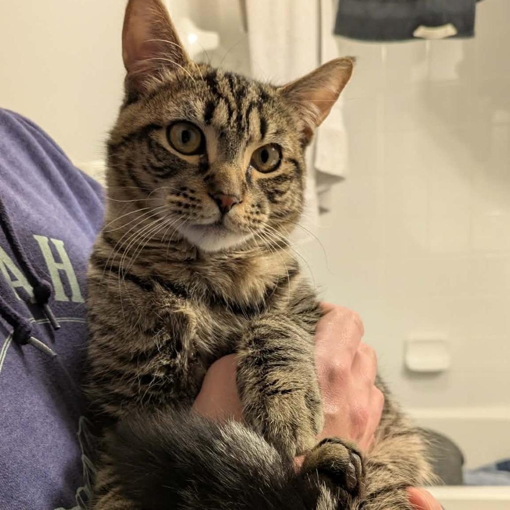 Enlarge Chad Michael Purray, a Adoptable Domestic Short Hair in Jarrettsville, MD image 2/6