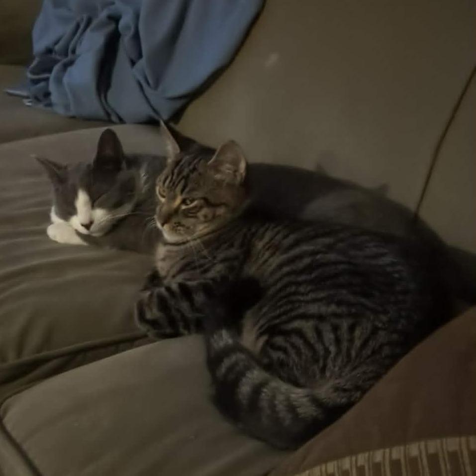 Enlarge Chad Michael Purray, a Adoptable Domestic Short Hair in Jarrettsville, MD image 3/6