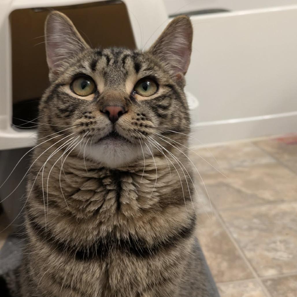 Enlarge Chad Michael Purray, a Adoptable Domestic Short Hair in Jarrettsville, MD image 4/6