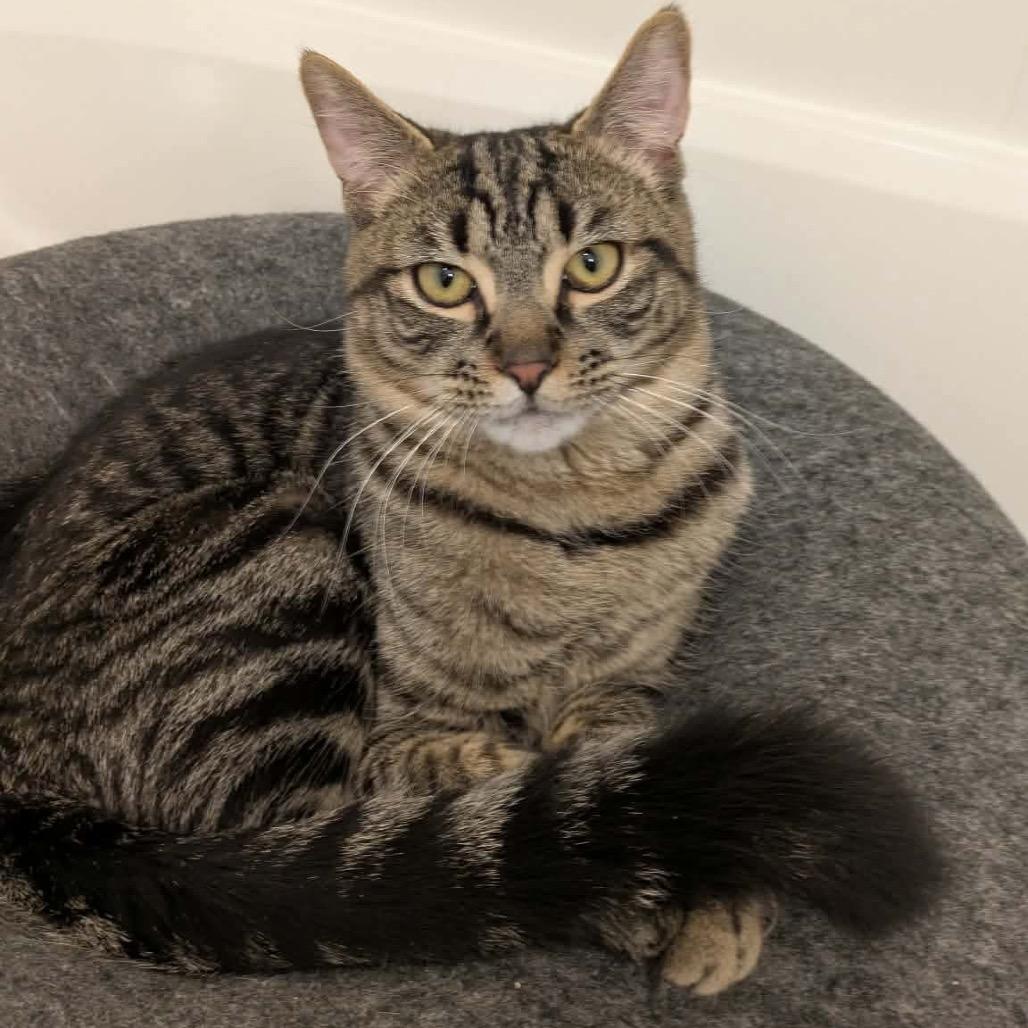 Enlarge Chad Michael Purray, a Adoptable Domestic Short Hair in Jarrettsville, MD image 5/6